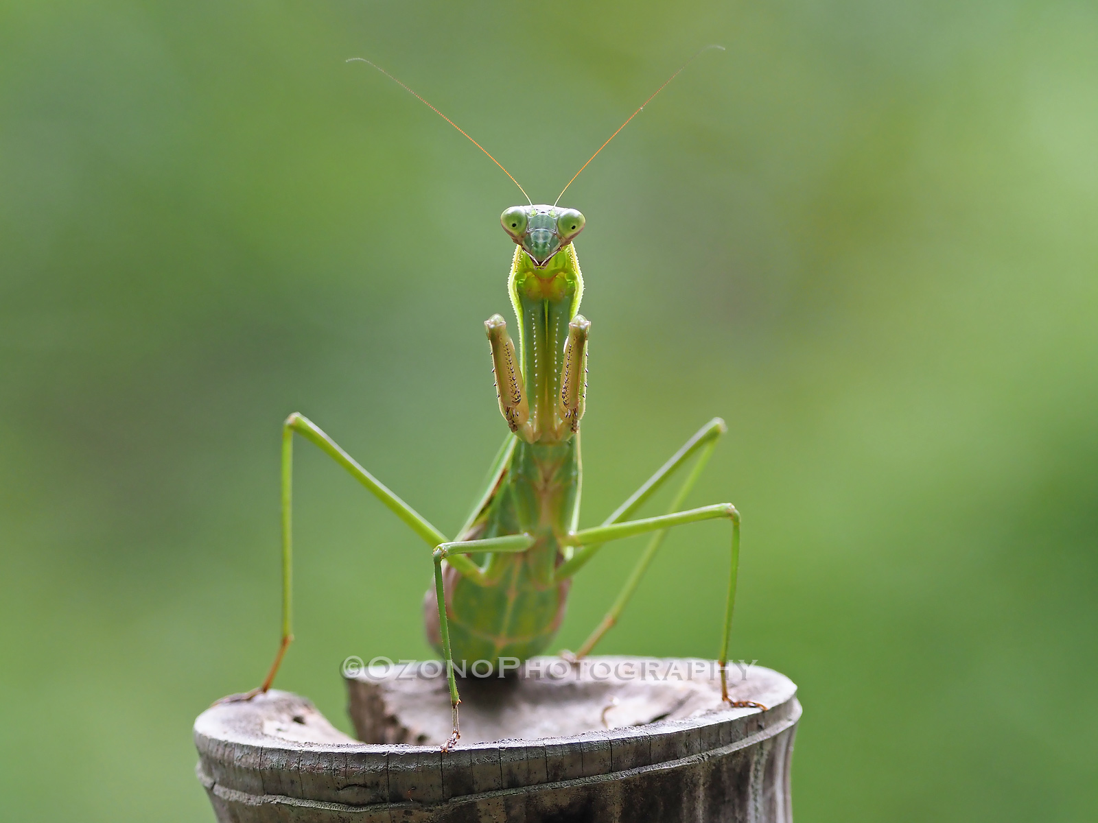 希少昆虫75/76/79年標本 カメレオンバッタ オオムラサキ オオカマキリ 希少昆虫標本 カメレオンバッタ オオムラサキ オオカマキリ現状