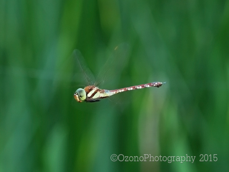 モリリン　大阪　左二縄撚　クレナモ撚糸　トンボ印 モリリン 大阪 左二縄撚 クレナモ撚糸 トンボ印