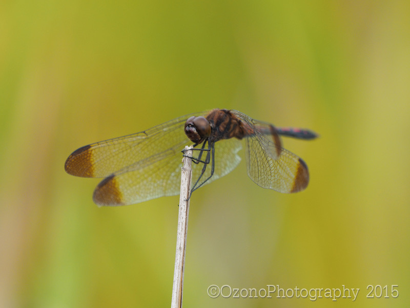 トンボ トンボブランドトランクス型男子スクール水着46461