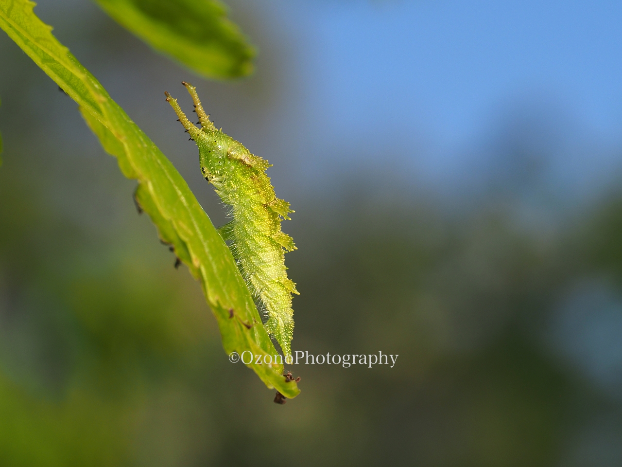 オオムラサキ（幼虫） オオムラサキの一生 | 北杜市オオムラサキセンター公式サイト