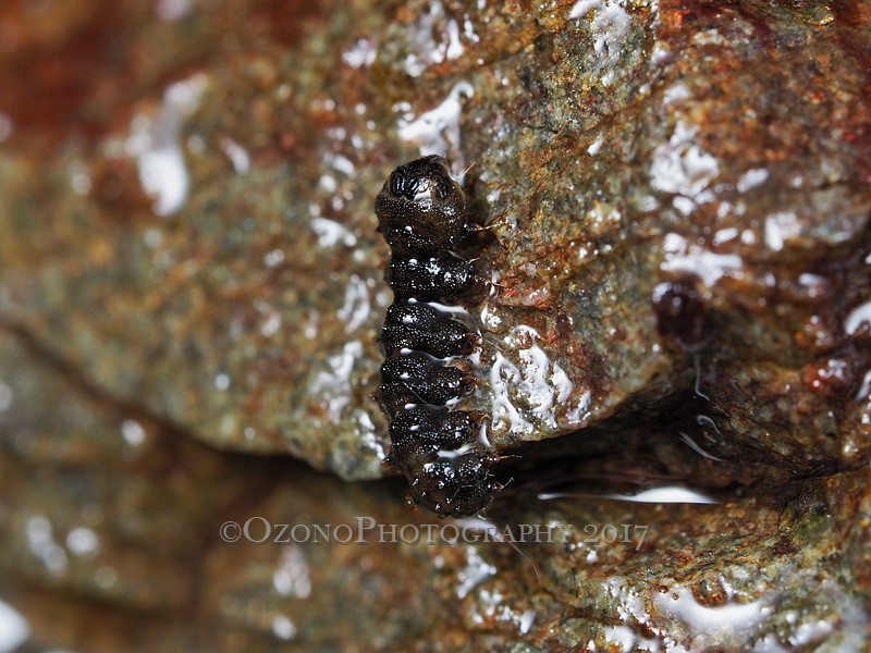 吸いつくアミカ : 湘南むし日記