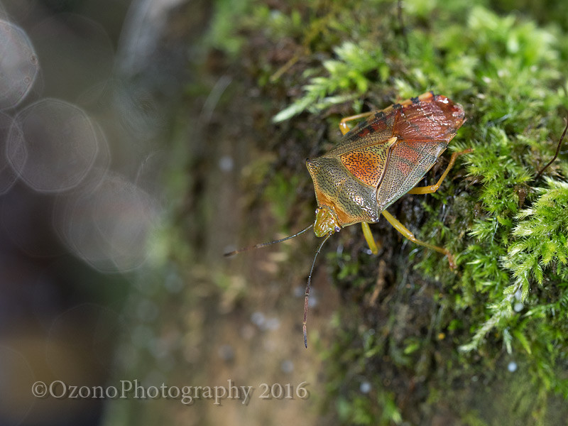 待望のマクロフラッシュ そしてお知らせ : 湘南むし日記
