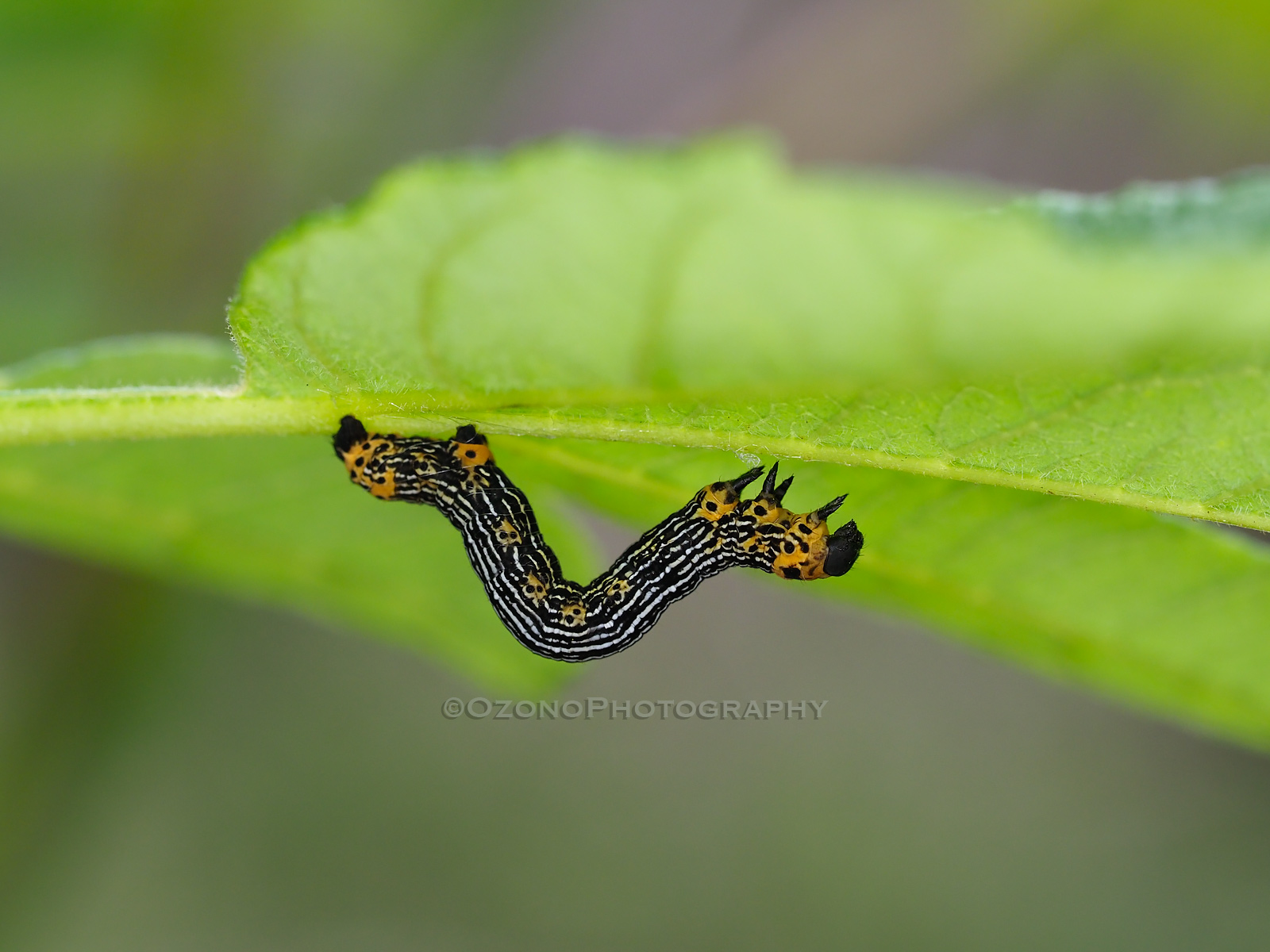 イモケム : 湘南むし日記