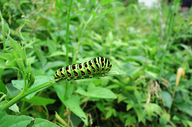 派手なイモムシ : 湘南むし日記