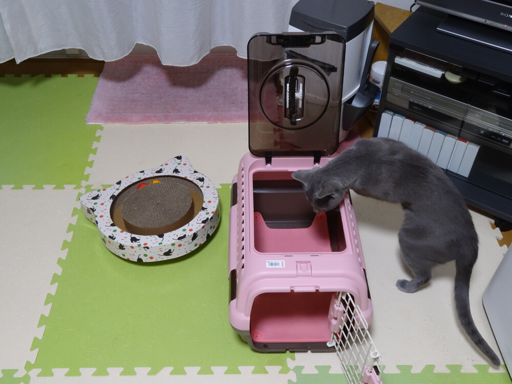 猫の暮らしについて。 : Le Ciel ル・シエル~いつか見た空~