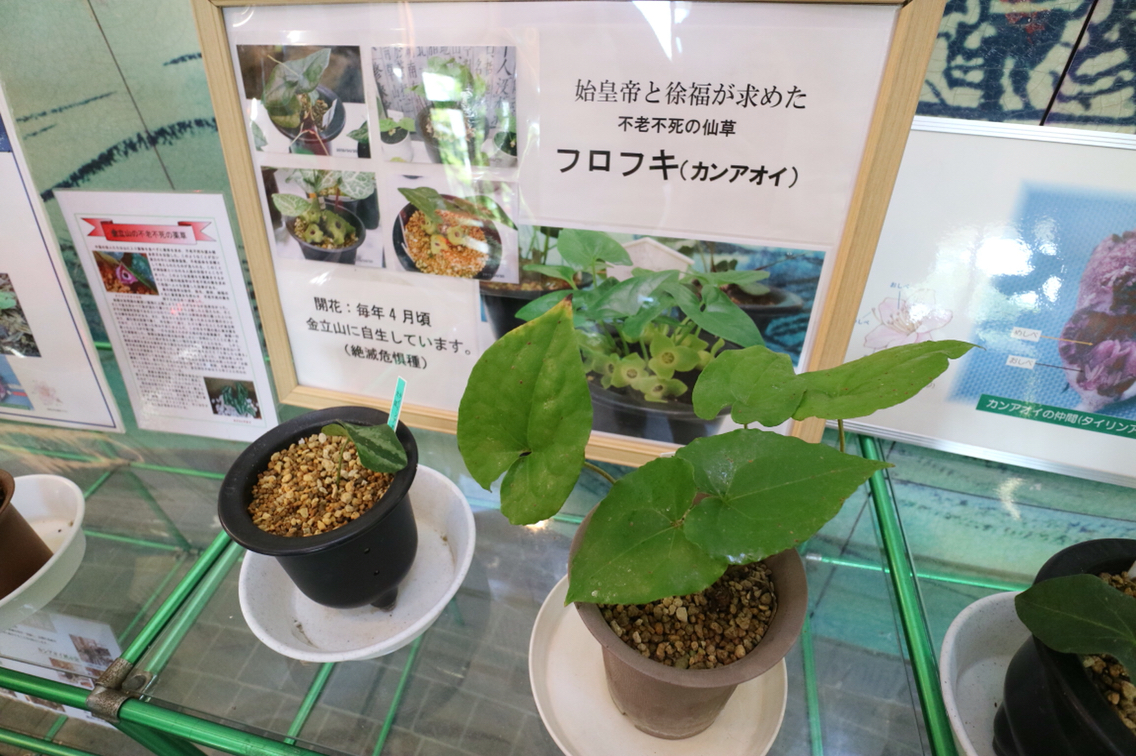 フロフキ　不老不死の薬草 フロフキ 不老不死の薬草