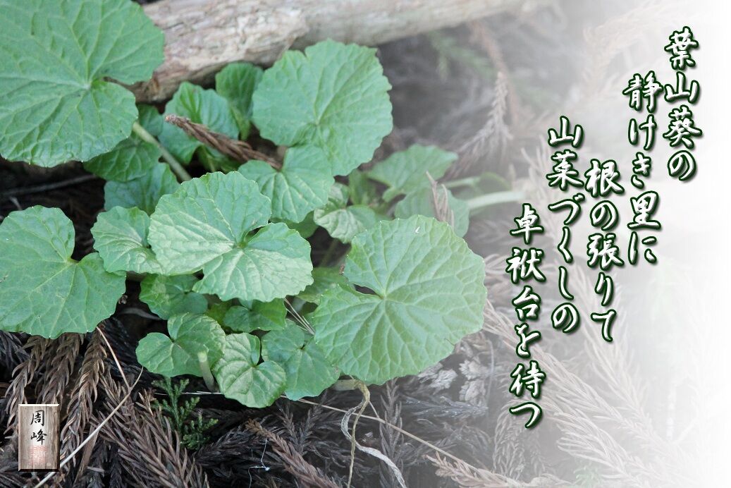 イメージ 1