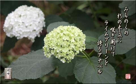 anaberu