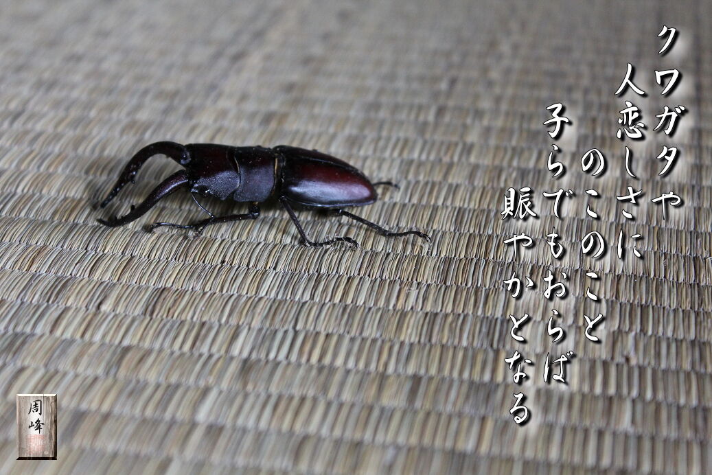 イメージ 1