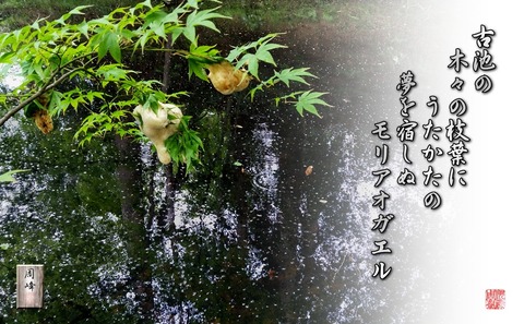 moriaogaeru