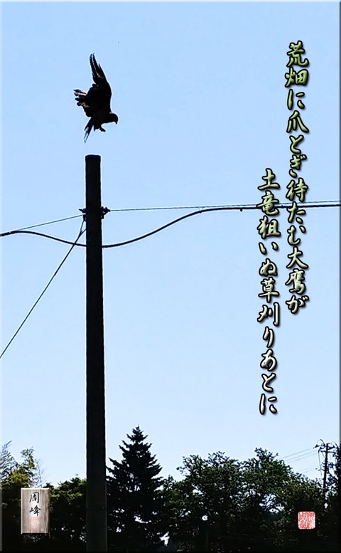 mogura