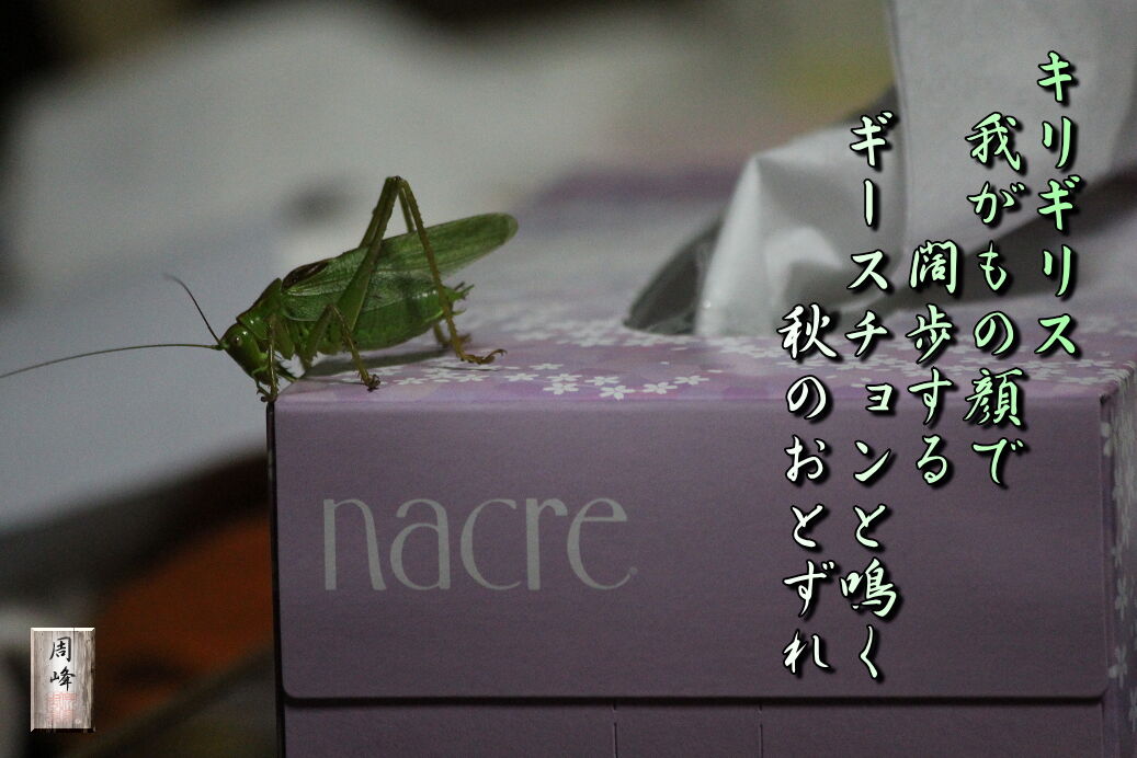 イメージ 1