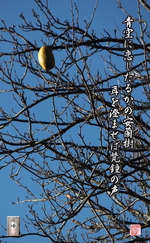 karinnokoi