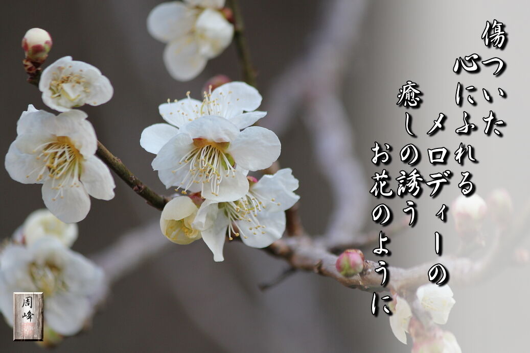 イメージ 2
