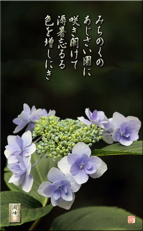 michinokuajisai