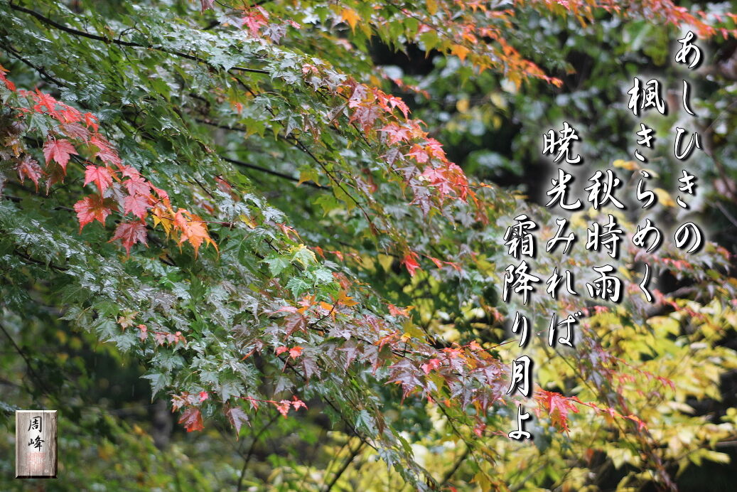 楓きらめく フォト短歌游々日記 楓きらめく フォト短歌游々日記