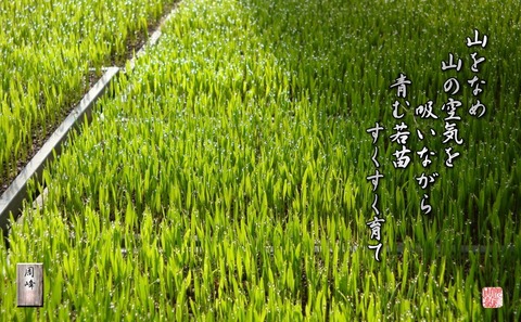 aomuwakanae