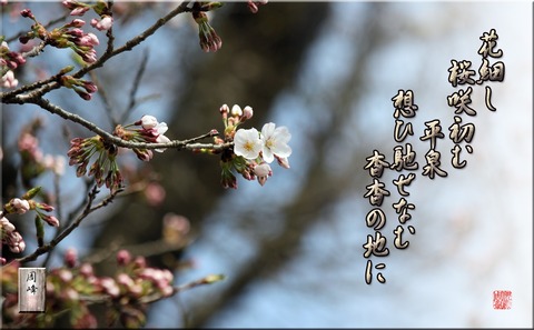 sakurasaki