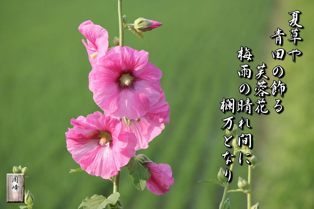 イメージ 1