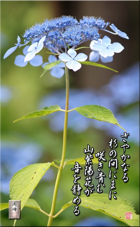 michinokuhana1