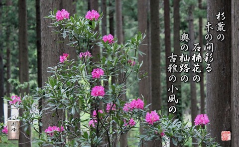 koganokokazeno