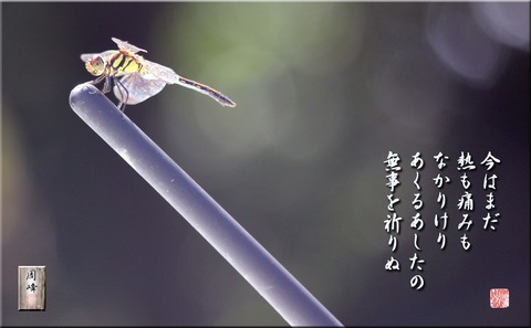 buji