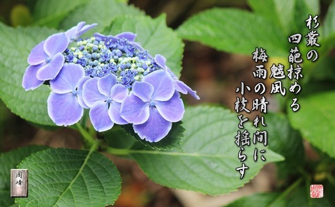 sudamakaze