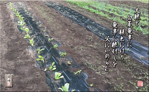daikontohakusai