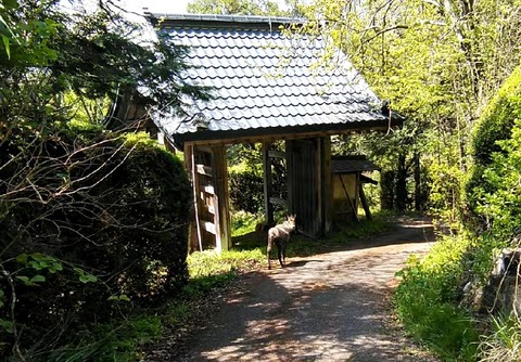 kamosika