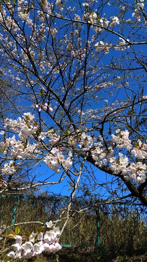 aozoratosakura