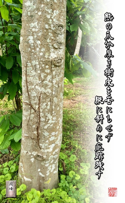 kumanotume