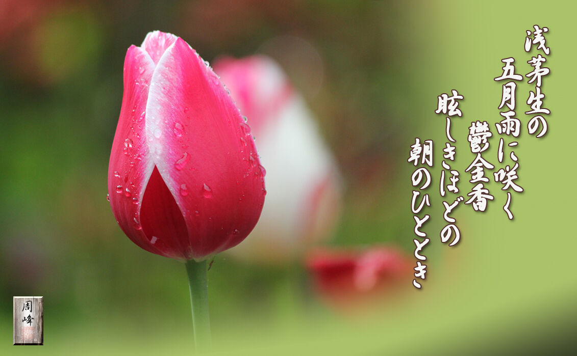 イメージ 1