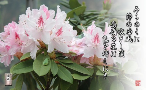 takanenohana