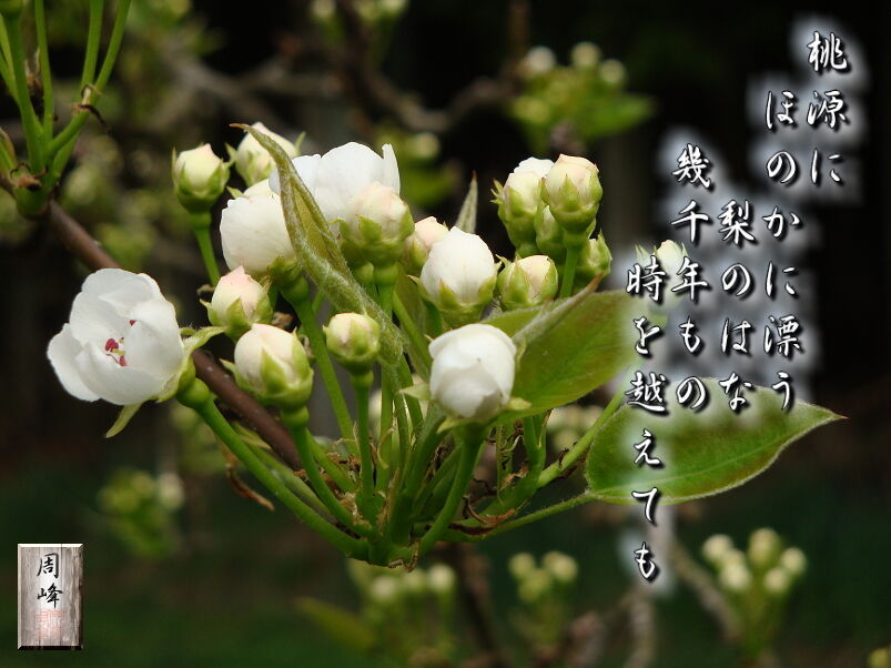 イメージ 1
