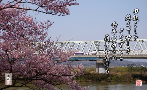 satozakura