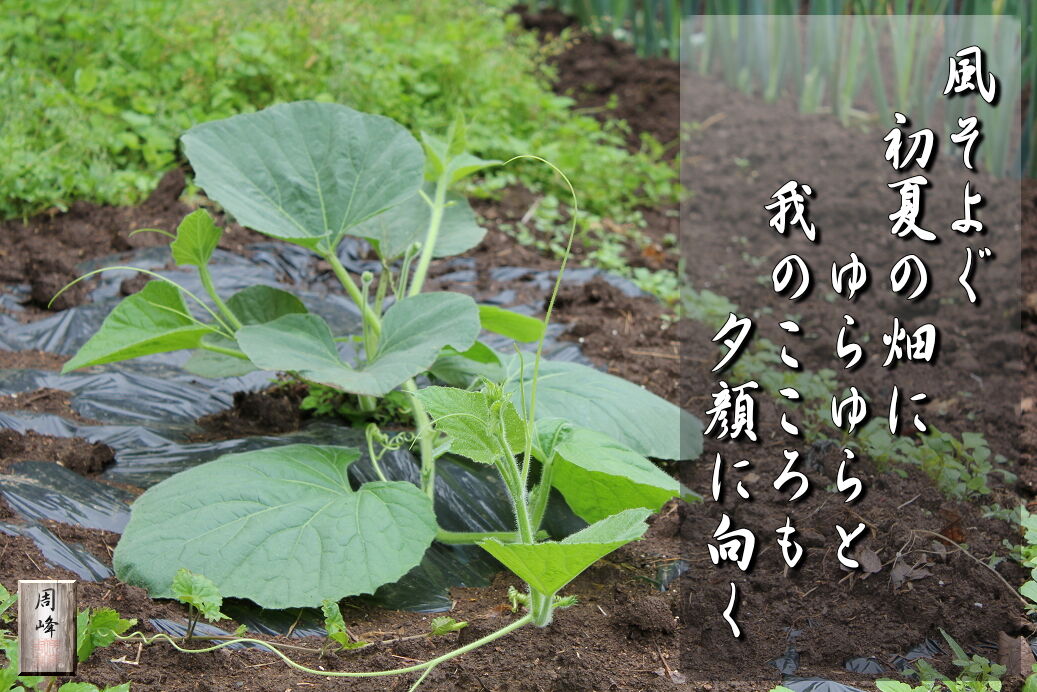 イメージ 1