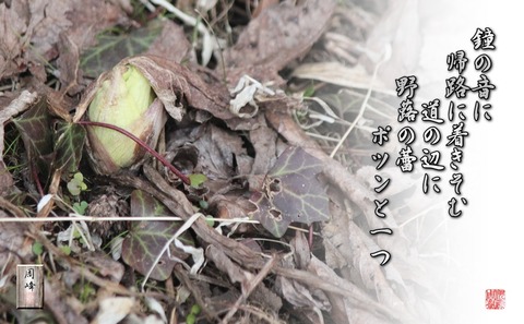 nobukinotubomi