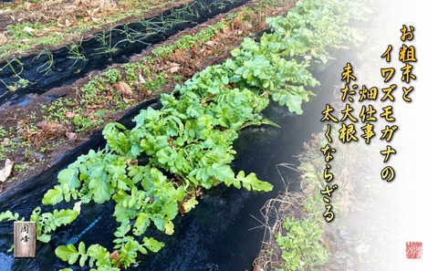 hosodaikon