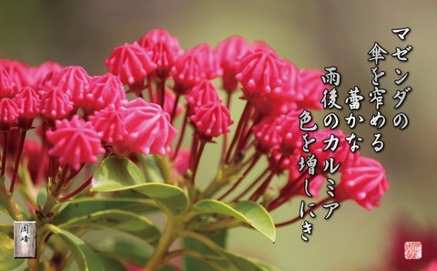 カルミアの花
