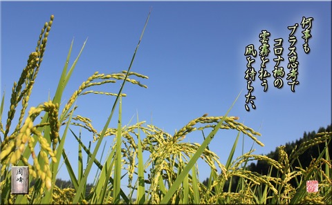 aoinaho