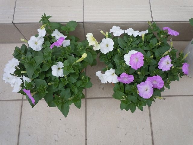 種から蒔いたペチュニアの花が咲き始めた Photowalkerのblog