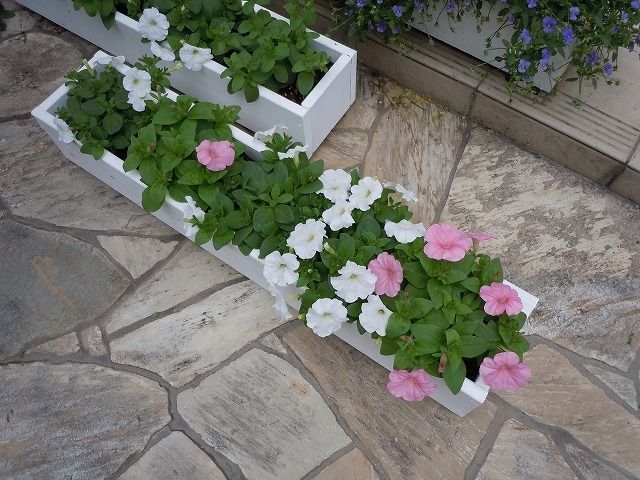 種から蒔いたペチュニアの花が咲き始めた Photowalkerのblog