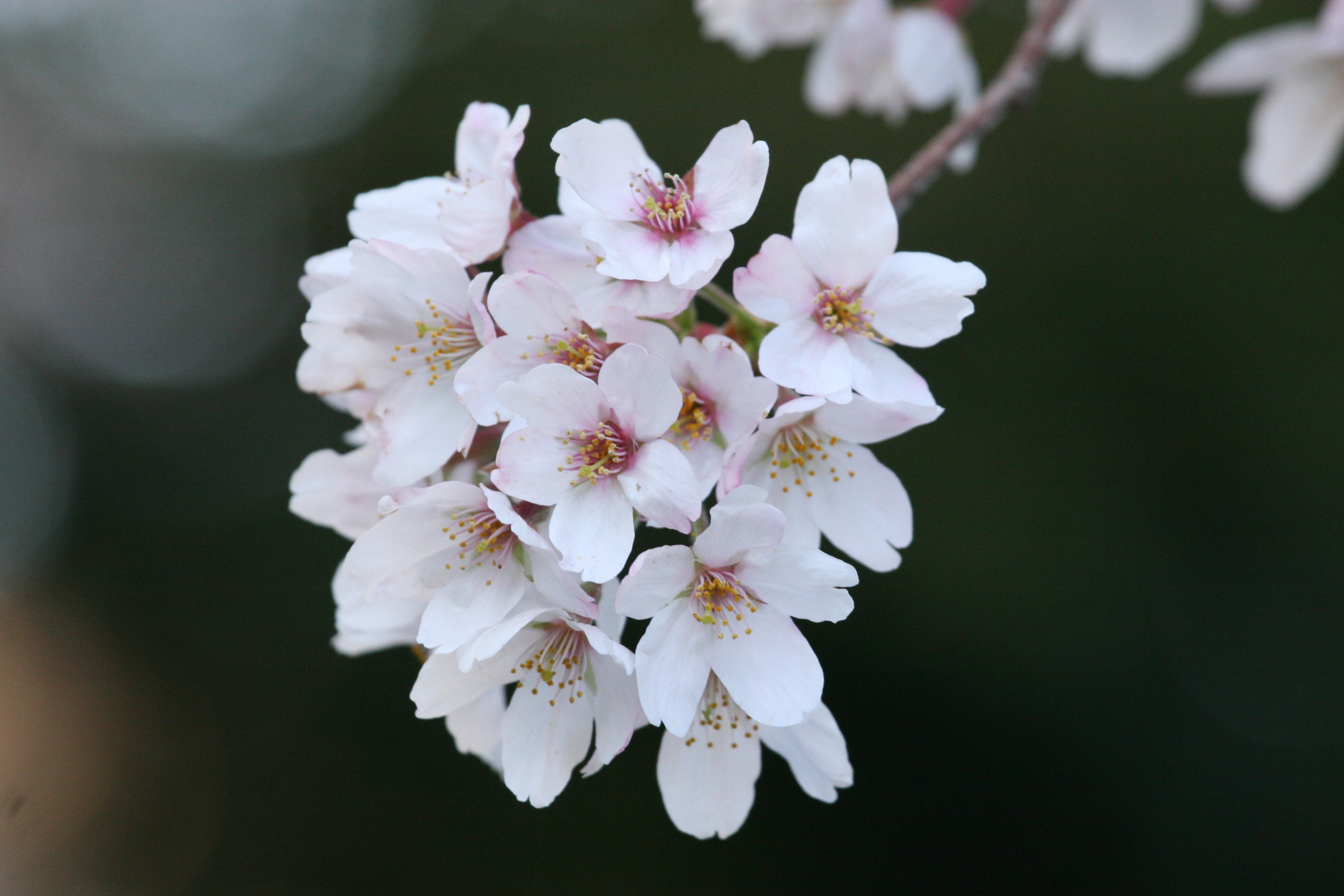 桜 に 合う 花