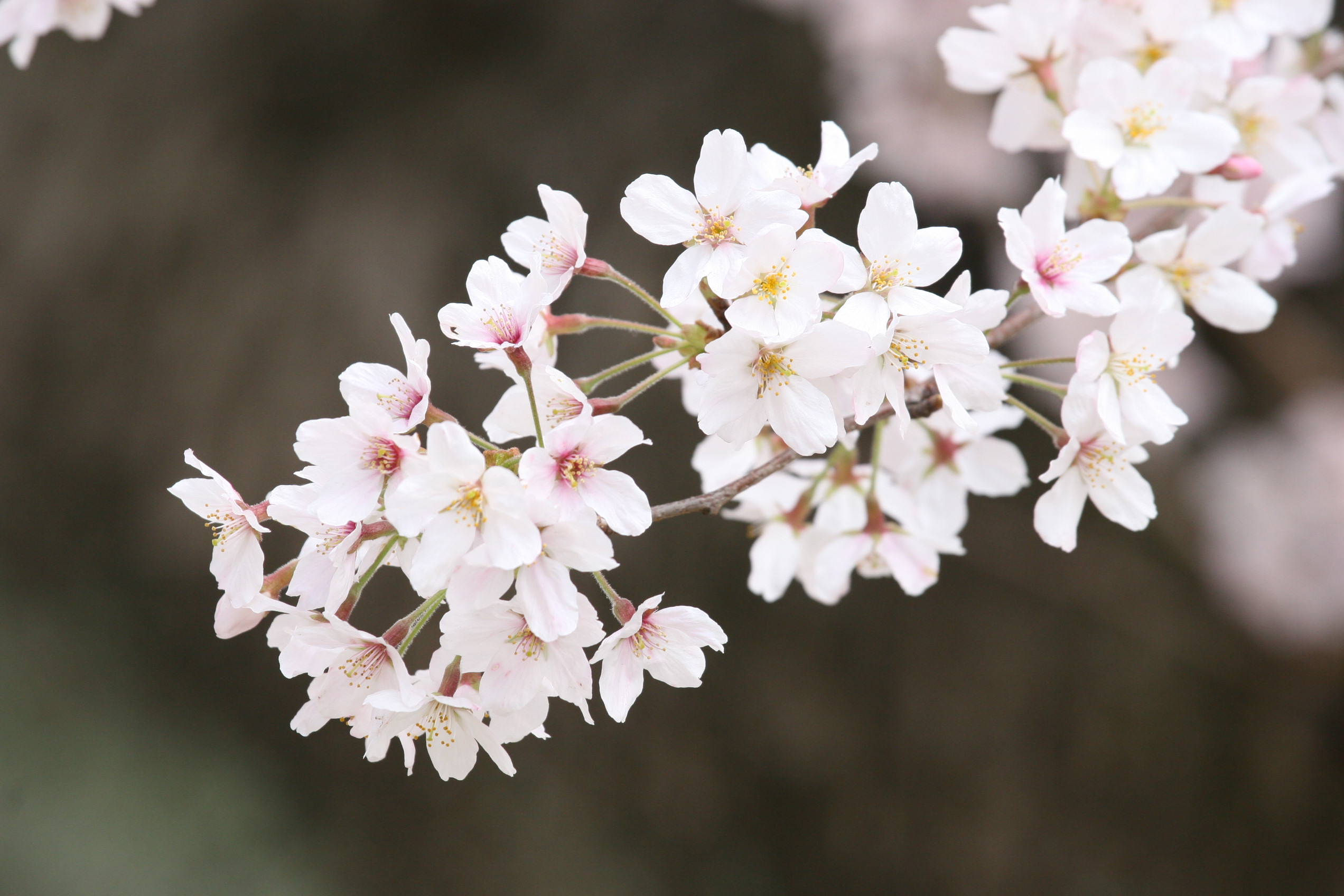 桜の花 フリー写真素材 Photy S Free Photo フリー写真素材