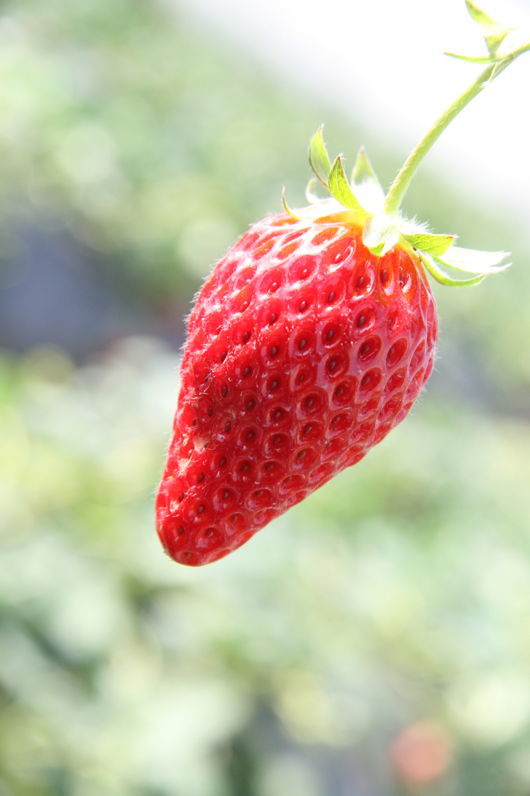 イチゴ狩り フリー写真素材 Photy S Free Photo フリー写真素材