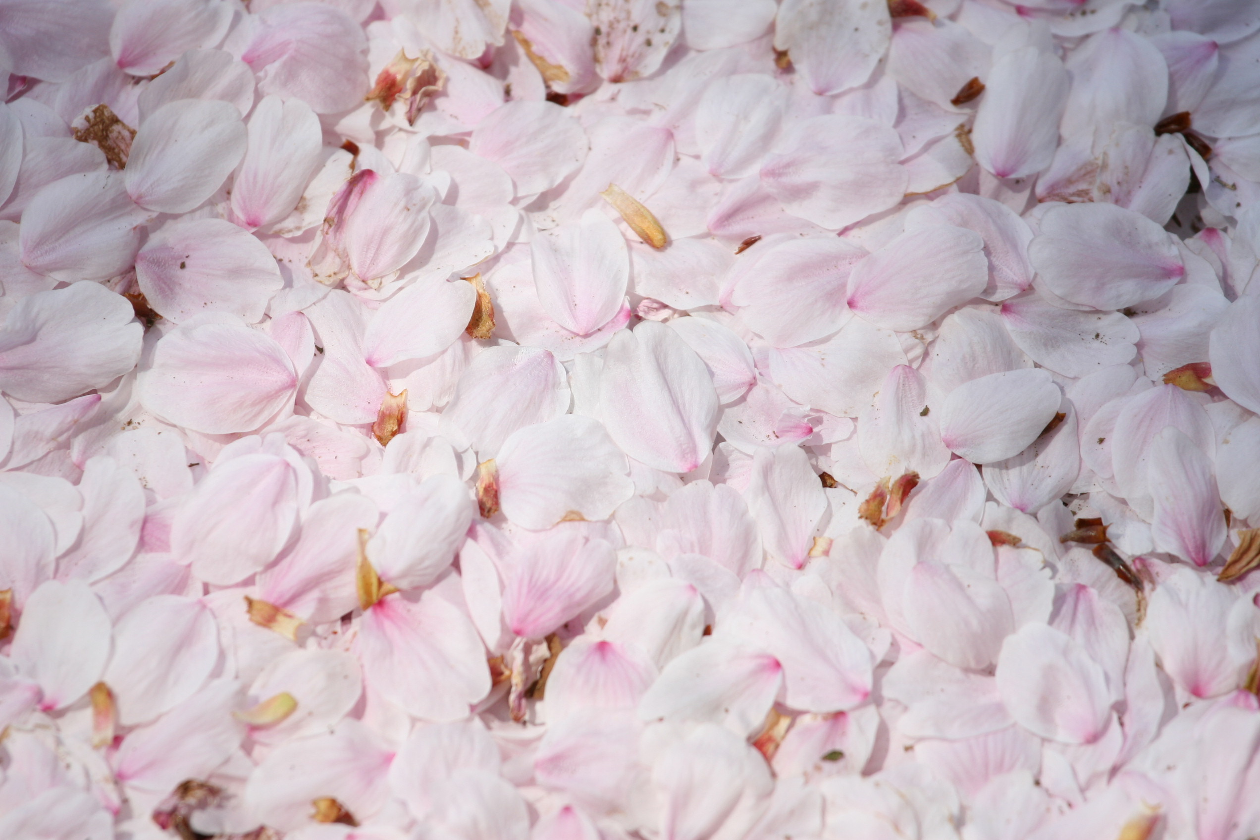 積み重なった桜の花びら フリー写真素材 Photy S Free Photo フリー写真素材