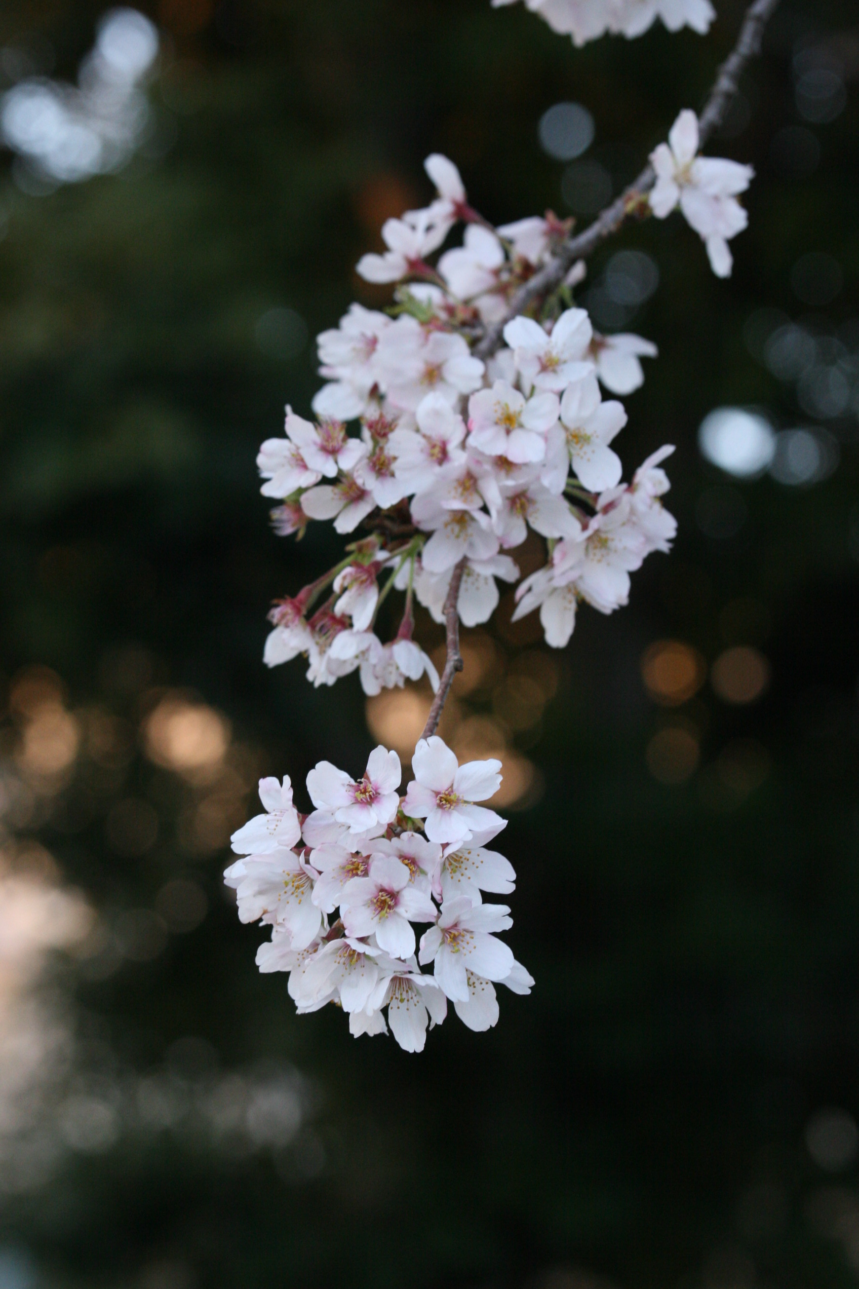 枝先の桜の花 フリー写真素材 Photy S Free Photo フリー写真素材