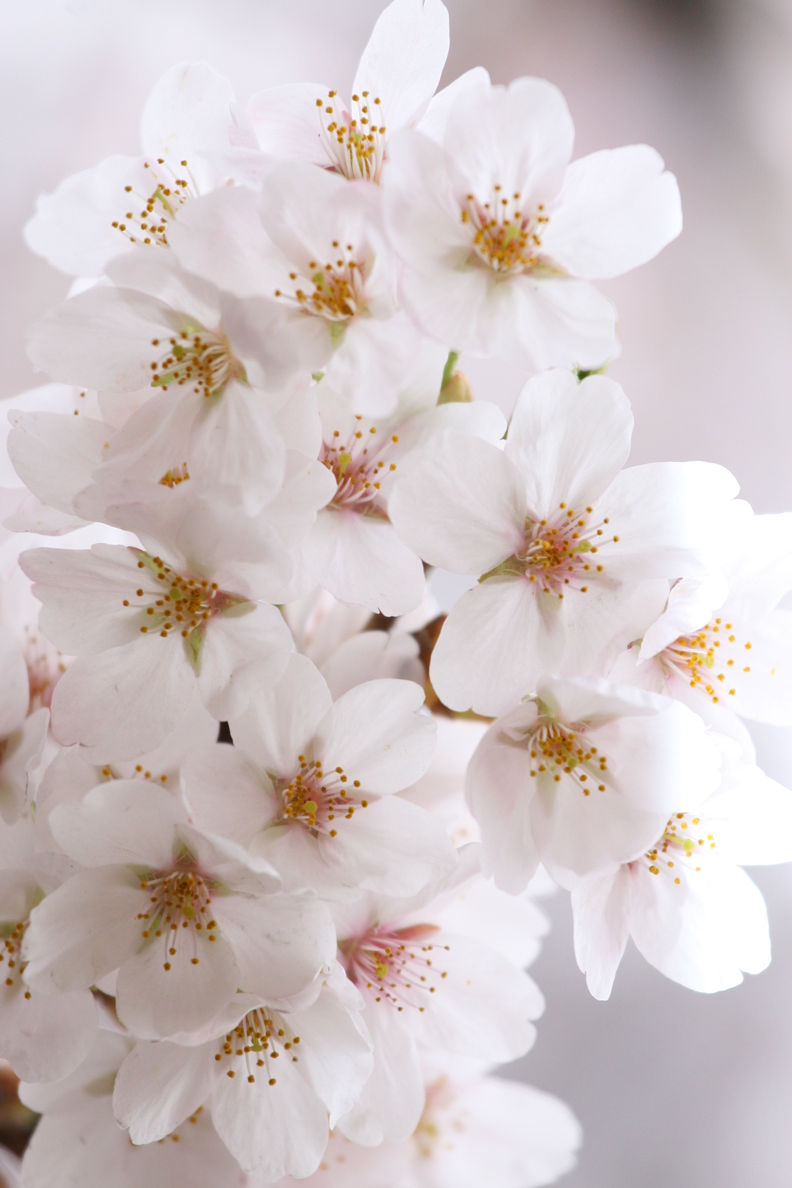 桜の花 フリー写真素材 Photy S Free Photo フリー写真素材