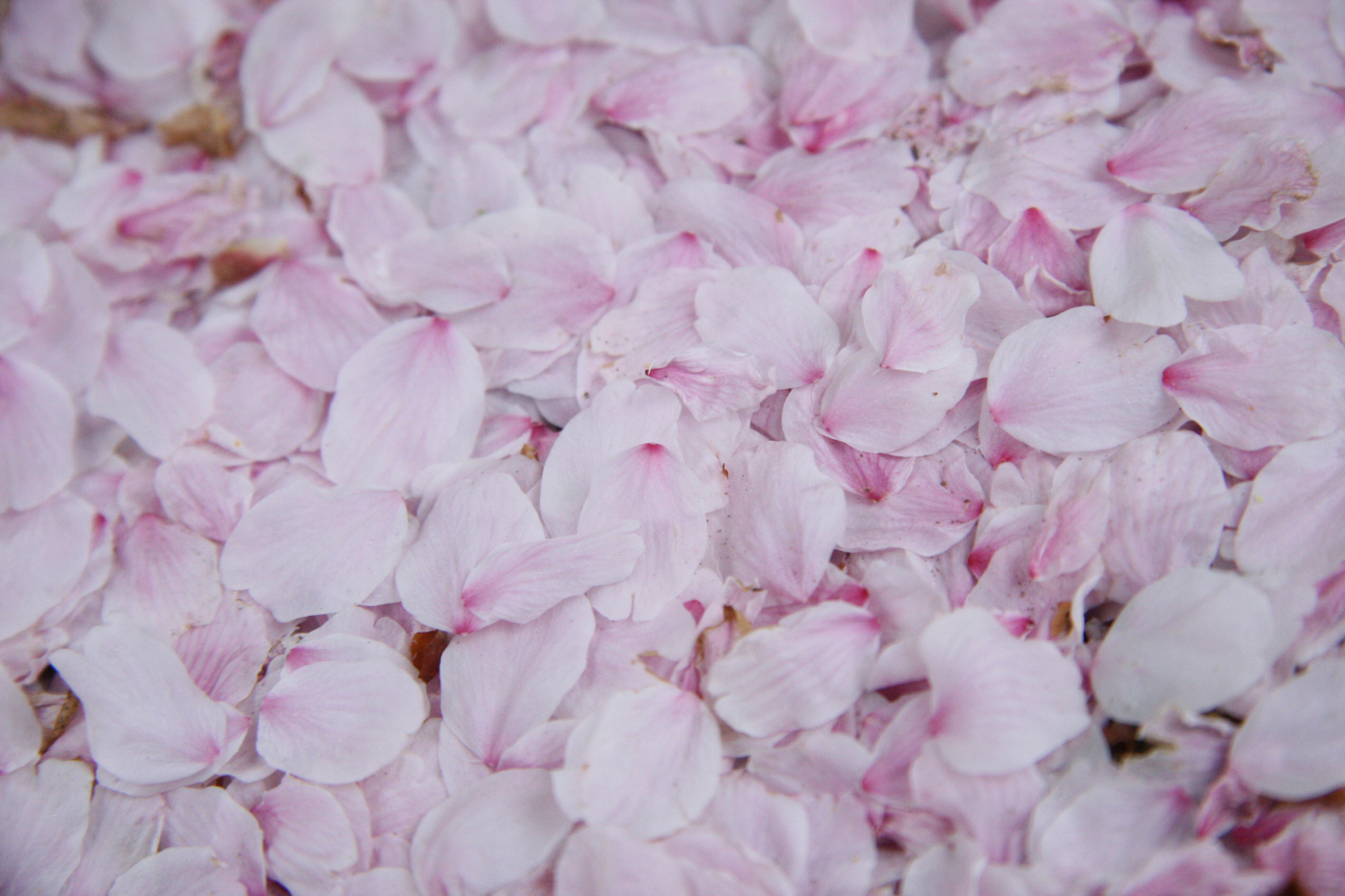 桜の花びら フリー写真素材 Photy S Free Photo フリー写真素材