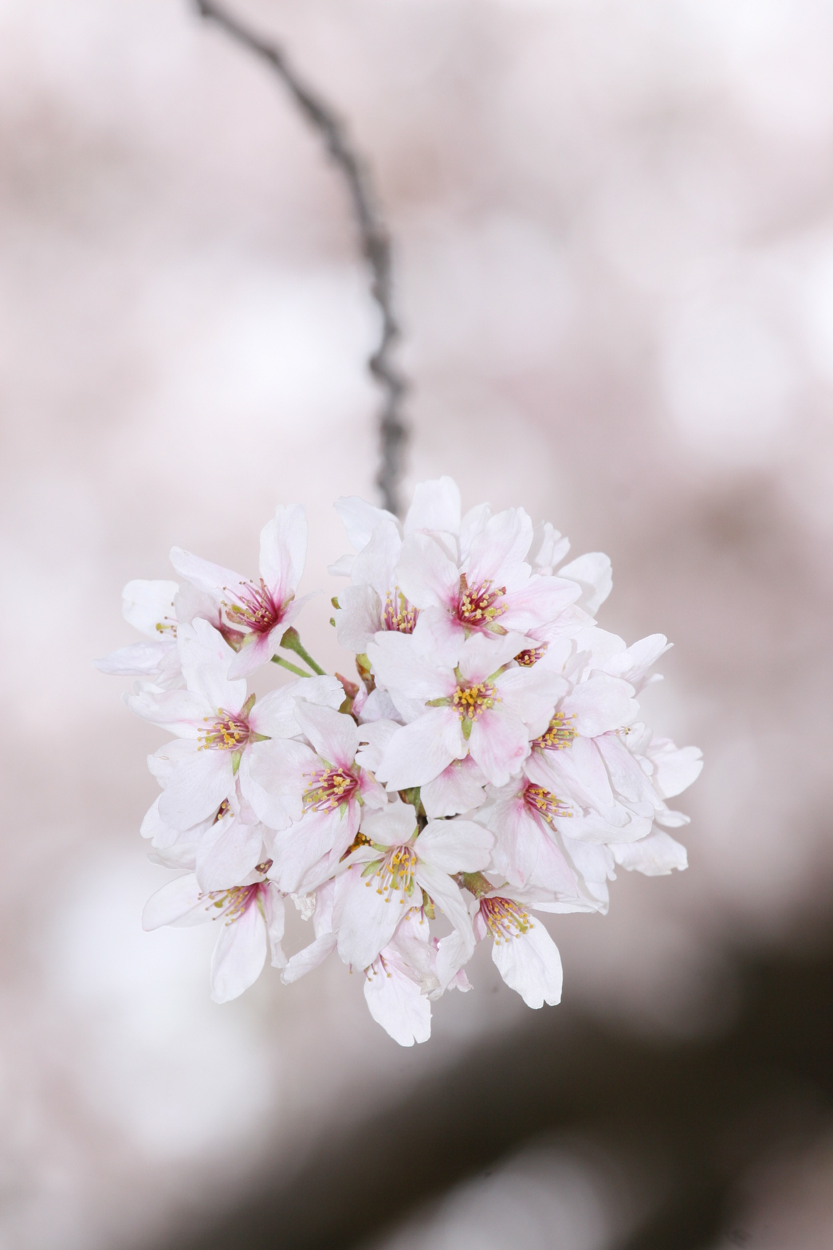 一房の桜の花 フリー写真素材 Photy S Free Photo フリー写真素材